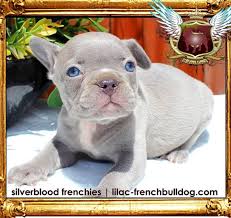 Some organizations will allow you to fill out the application prior to finding a dog so it's. Blue French Bulldog Silver Blood Frenchies Home Facebook
