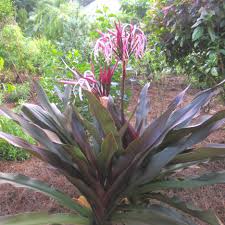 Image result for Crinum asiaticum