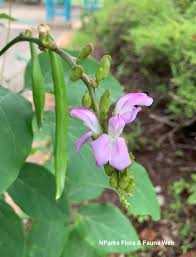 Image result for Canavalia gladiata