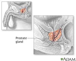 Image result for Prostate Anatomy