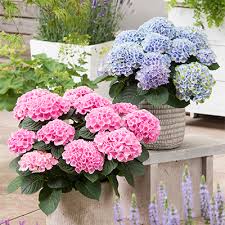 Image result for Hydrangeaceae