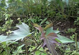 Before visiting any of these north carolina garden centers, be sure to verify their. Evaluating Benefits Of Winter Annual Cover Crop Systems For Organic Sweet Potato In North Carolina Organic Farming Research Foundation