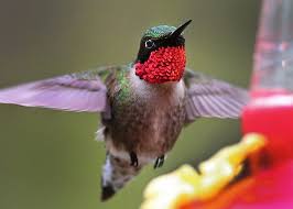 There are about 360 species. Hummingbird Don T Fly Away The Boston Globe