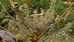 Image result for Astropanax polysciadius