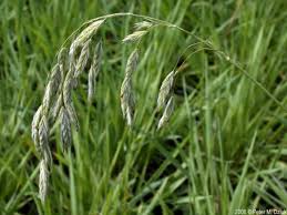 Image result for Bromus