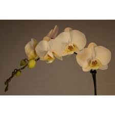 Check spelling or type a new query. Luna River 4 0 In Bio Pot White Phalaenopsis Orchid In 2021 Phalaenopsis Orchid Orchids Hanging Orchid