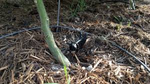 It uses flexible polyethylene tubing with devices for dripping, called when you water your garden, your purpose is to water plants rather than soil. Nerd Garden Diy Automated Rain Barrel Garden Drip Irrigation Setup Youtube