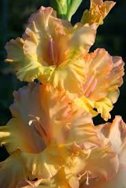 Image result for Gladiolus velutinus