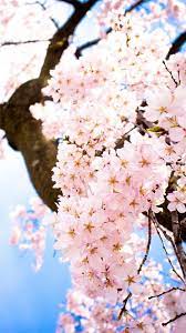 Bright Sunny Flowers Blossom Tree Iphone 6 Plus Wallpaper Hd Flower Wallpaper Christmas Wallpaper Iphone Tumblr Blossom Trees