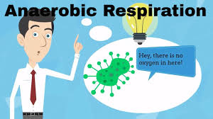 Check spelling or type a new query. Anaerobic Respiration Fermentation Youtube
