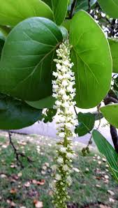 Image result for Coccoloba