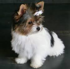 I Want Her Jackie Wants Her Biewer Yorkie Terrier Biewer Yorkie Yorkie Terrier Yorkie