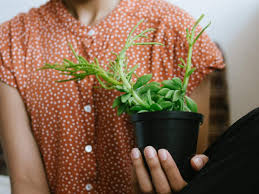 Indoor plants for bedroom indian. Air Purifying Plants Bring Home These Powerful Air Purifying Plants To Improve Air Quality Most Searched Products Times Of India
