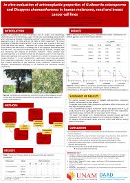 Image result for Diospyros chamaethamnus