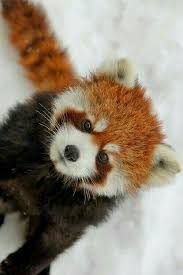 Hi ich brauche mal eure hilfe. Pin Von Doris Staub Schlup Auf Wild Animals Roter Panda Susseste Haustiere Susse Tiere