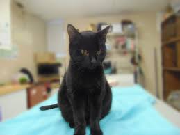At this stage, most cats will develop the 'wet' or effusive form of fip, which refers to the accumulation of fluid in body cavities; Feline Infectious Peritonitis Milo S Story Colborne Street Pet Hospital