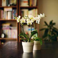 Move your plant outdoors after all danger of frost is past and let your vine run wild. 20 Best Indoor Flowering Plants Easiest Flowers To Grow Indoors