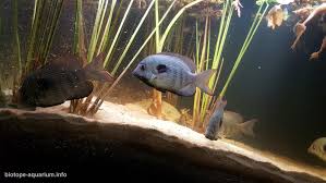 Image result for Pneumatopteris unita