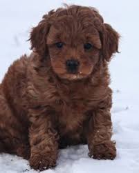 New sub for coloring pages (self.coloringpages). 23 Mini And Petite Goldendoodles Ideas Goldendoodle Mini Goldendoodle Goldendoodle Puppy