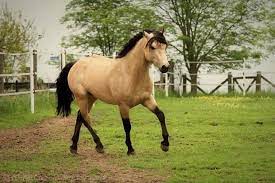 Kilmovee lad (greylin) oxford, north carolina 27278 usa. Connemara Pony Falbe Connemara Pony Connemara