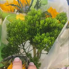 Image result for Aloe rulkensii