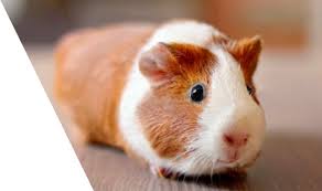 Post your classified ads for free at 2020/2021 bach show pigs: Female Baby Guinea Pigs For Sale Near Me Online Shopping Mall Find The Best Prices And Places To Buy