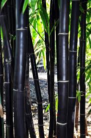 Black Bamboo Plants For Sale Timor Black Bamboo 3g Bambusa Lako Bamboo For Sale Bamboo Seeds Bamboo Garden Bamboo Plants