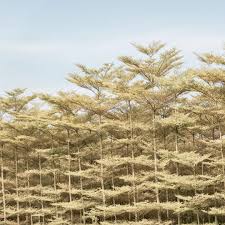 Image result for Terminalia tricristata