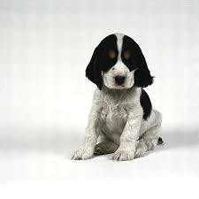 Black And White Spaniel Cocker Spaniel Puppy Pictures Puppy Pictures And Information Cocker Spaniel Puppies English Cocker Spaniel Puppies Spaniel Puppies