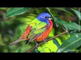 Maybe you would like to learn more about one of these? Painted Bunting American Bird Conservancy