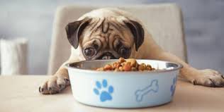 Because pugs are unique in size and stature. What Kind Of Dog Food Is Best For Pugs K9 Web