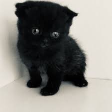 Satilik Kedi Ilanlari Ve Sahiplendirme Ilanlari Yavru Kedi