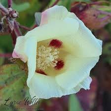 Image result for Gossypium