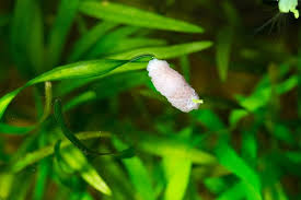 On the lower end of the timeline scale, you might see the eggs hatch in as little as two weeks. What To Do With Freshwater Snail Eggs In Your Aquarium