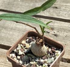 Image result for Ipomoea lapathifolia