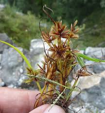 Image result for Pycreus pumilus