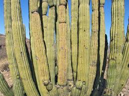 So, plant the spikies in their own pots. Stenocereus Thurberi Organ Pipe Cactus