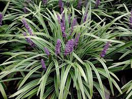 Image result for Lily Turf