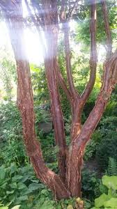 Zimt Ahorn Zimtahorn Garten Japanischer Garten Garten Ideen