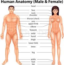 Do not be intimidated, by the way. Body Parts Of Woman Name Human Body Parts Pictures With Names Body Parts Vocabulary Leg Head Face Parts Of The Body Human Body Parts