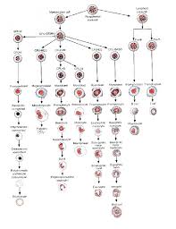 Blood Cell Maturation Chart Medical Laboratory Science