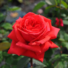 いばらきフラワーパーク