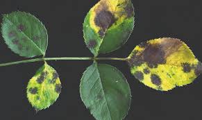 O fungo preto não é necessariamente prejudicial para as plantas do seu aquário, mas se continuar a florescer, o fungo pode matar suas plantas e o fungo branco é mais perigoso que o fungo negro, portanto, se notar um crescimento fúngico branco, remova as plantas infectadas imediatamente. Salve As Suas Roseiras De Pragas E Doencas