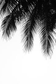 Aesthetic Black And White Palm Tree Wallpaper Palm Leaves Black And White Aesthetic Framed Art Prints Aesthetic Wallpapers