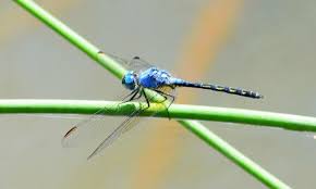 Image result for Tridactyle gentilii