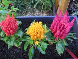 Plumed Cockscomb 100 Seeds Celosia Plumosa Etsy In 2020 Drought Tolerant Annuals Annual Flowers Plant Seedlings
