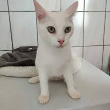 Unser lieber kater sucht ein neues zuhause. Katzen Tierschutz Euskirchen E V