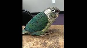 Get directions, reviews and information for pet supermarket in sarasota, fl. Florida Man Charged With Stealing Pet Store Parrot Bradenton Herald