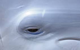 What color are dolphins eyes. Dolphin Eye One Photograph By Ty Helbach