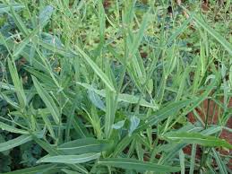 Image result for Launaea cornuta